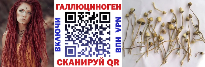 Псилоцибиновые грибы мицелий Зуевка